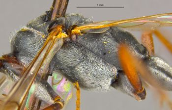 Media type: image;   Entomology 13629 Aspect: thorax lateral